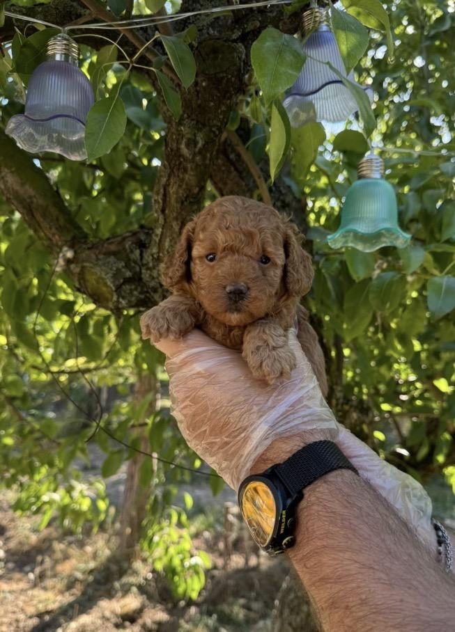 TOY POODLE IRK GARANTİLİ YAVRULARIMIZ