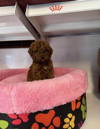 BEBEK YÜZLÜ TOY POODLE YAVRULARIMIZ