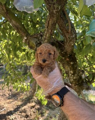 TOY POODLE IRK GARANTİLİ YAVRULARIMIZ