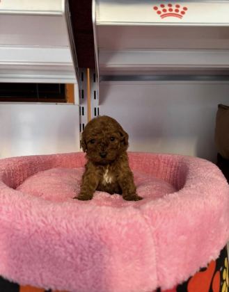 BEBEK YÜZLÜ TOY POODLE YAVRULARIMIZ
