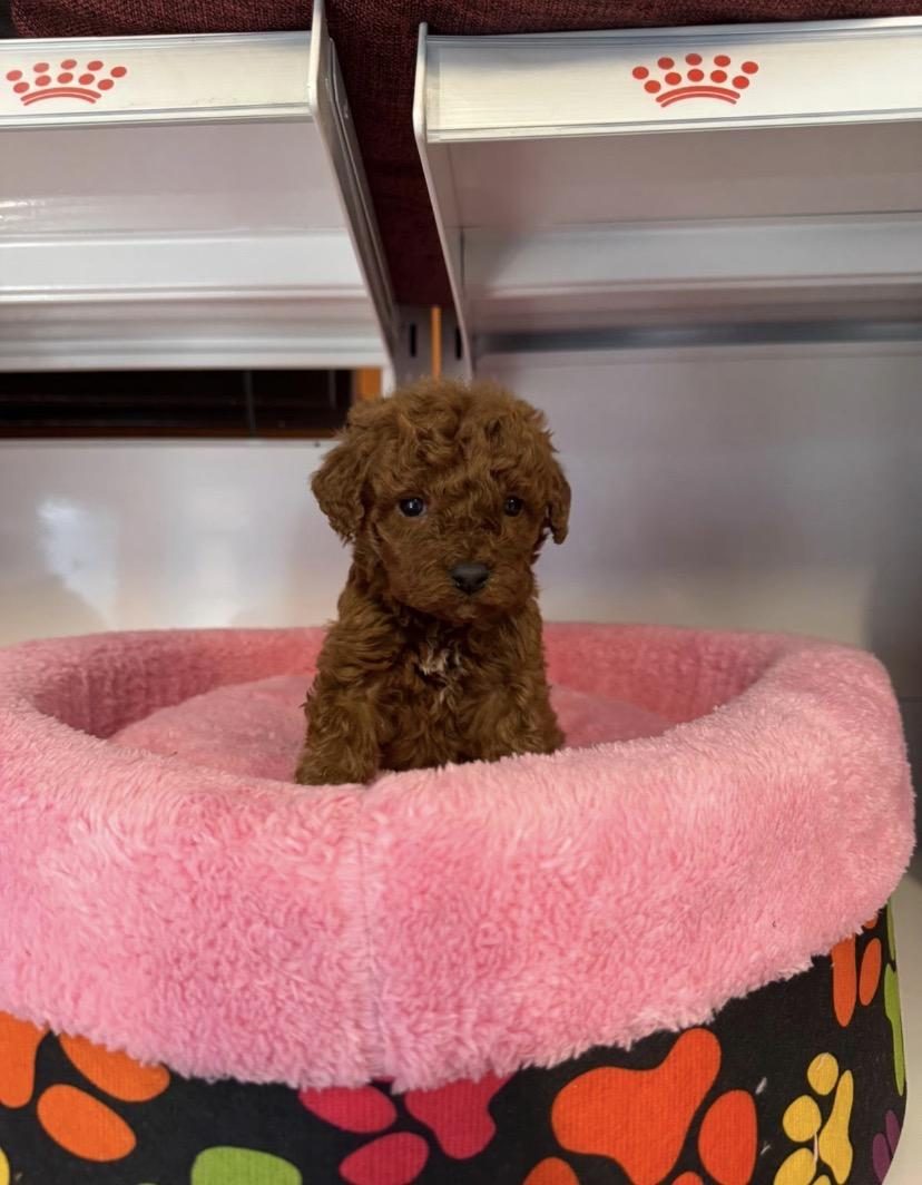 BEBEK YÜZLÜ TOY POODLE YAVRULARIMIZ
