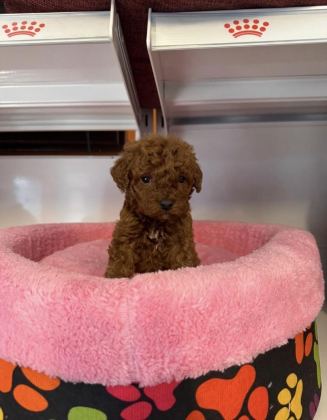 BEBEK YÜZLÜ TOY POODLE YAVRULARIMIZ