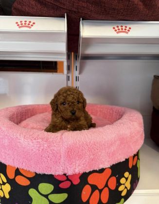 BEBEK YÜZLÜ TOY POODLE YAVRULARIMIZ