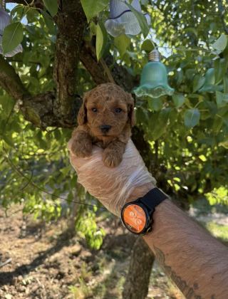 TOY POODLE IRK GARANTİLİ YAVRULARIMIZ
