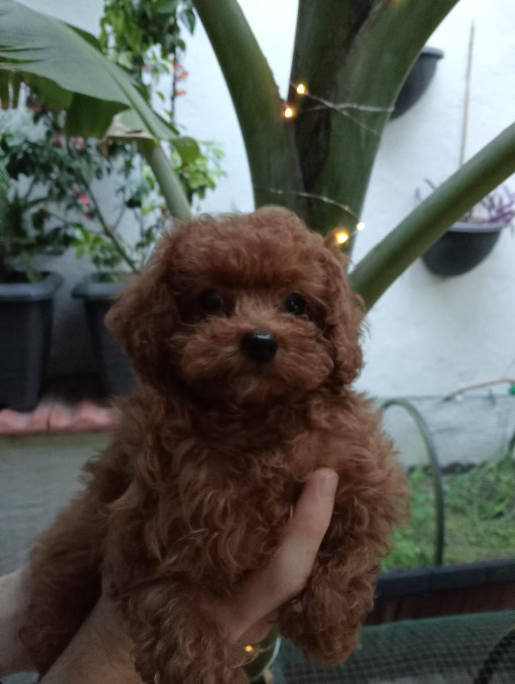 TEACUP KORE POODLE YAVRULAR!