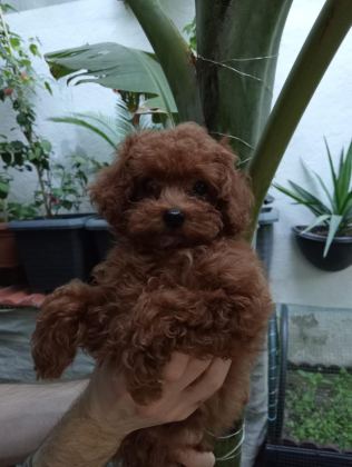 TEACUP KORE POODLE YAVRULAR!