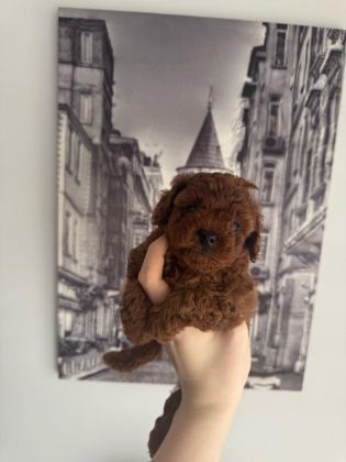 ORJİNAL TEACUP TOY POODLE DİŞİ YAVRULAR