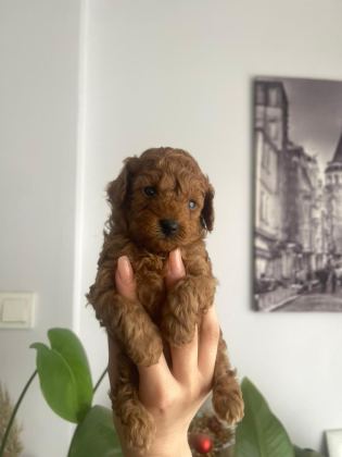 ORJİNAL TEACUP TOY POODLE DİŞİ YAVRULAR