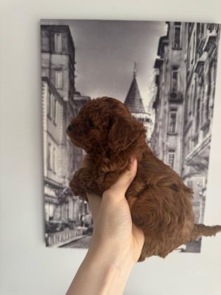 ORJİNAL TEACUP TOY POODLE DİŞİ YAVRULAR