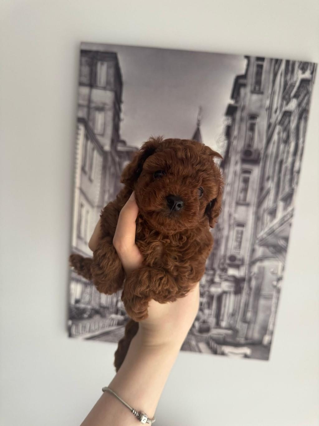 ORJİNAL TEACUP TOY POODLE DİŞİ YAVRULAR