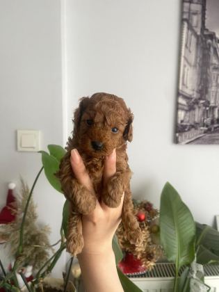 ORJİNAL TEACUP TOY POODLE DİŞİ YAVRULAR