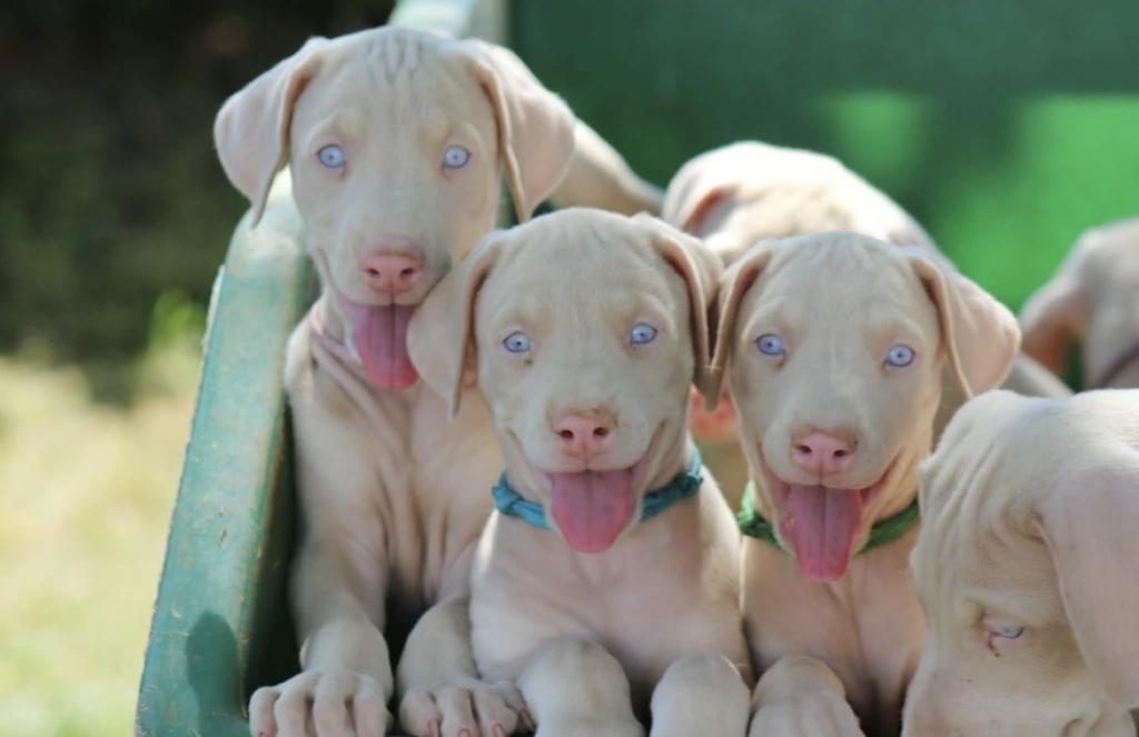 ALBİNO DOBERMAN KÖPEĞİ