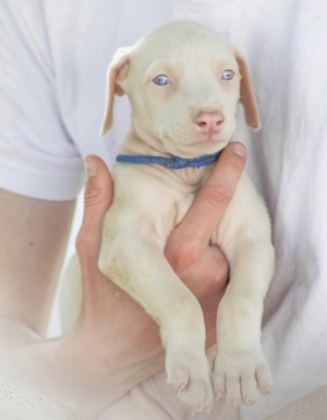 ALBİNO DOBERMAN KÖPEĞİ