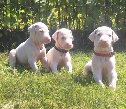 ALBİNO DOBERMAN KÖPEĞİ