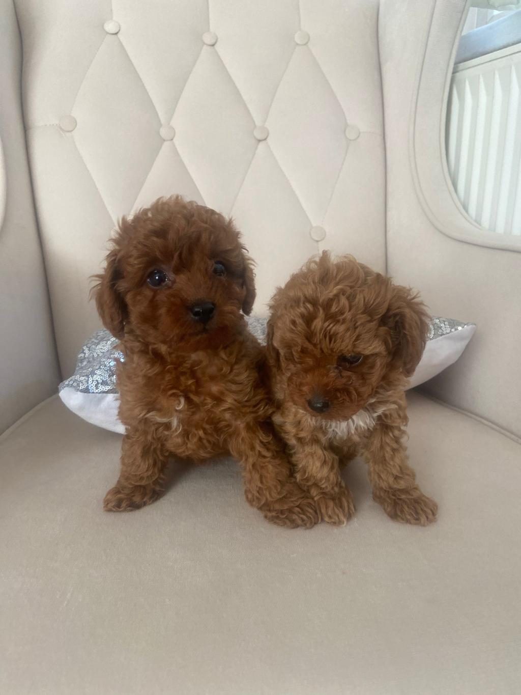 2 DİŞİ TOY POODLE