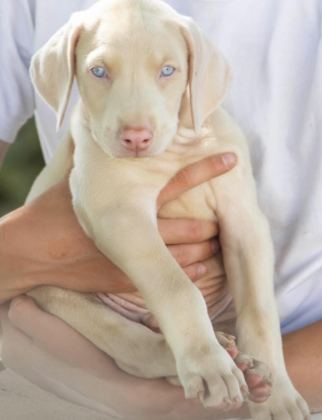 ALBİNO DOBERMAN KÖPEĞİ