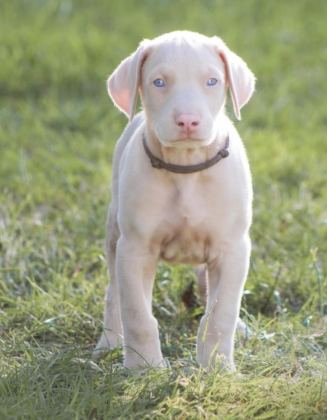 ALBİNO DOBERMAN KÖPEĞİ
