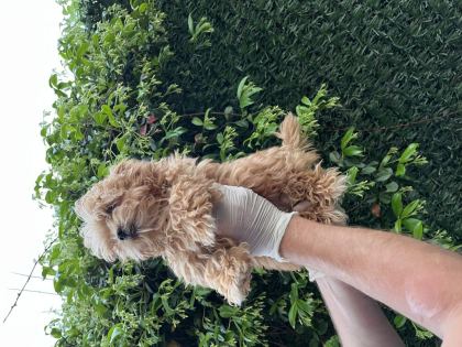 MALTİPOO POODLE KALİTESİNDE