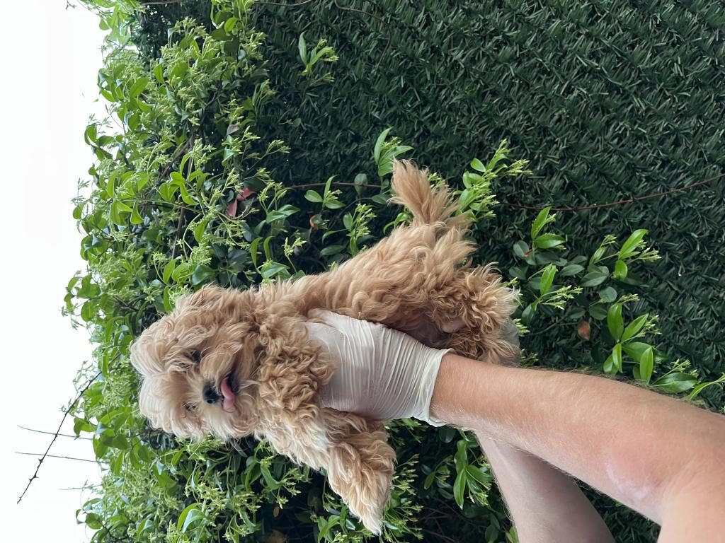 MALTİPOO POODLE KALİTESİNDE