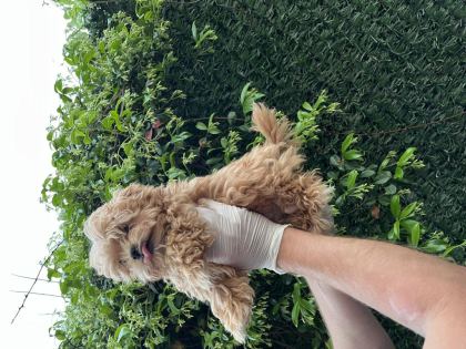 MALTİPOO POODLE KALİTESİNDE