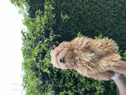 MALTİPOO POODLE KALİTESİNDE