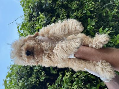 TOY POODLE BEBEKLER