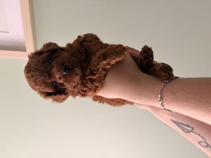 KORE TOY POODLE YAVRULARI