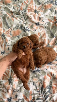 KORE TOY POODLE YAVRULARI