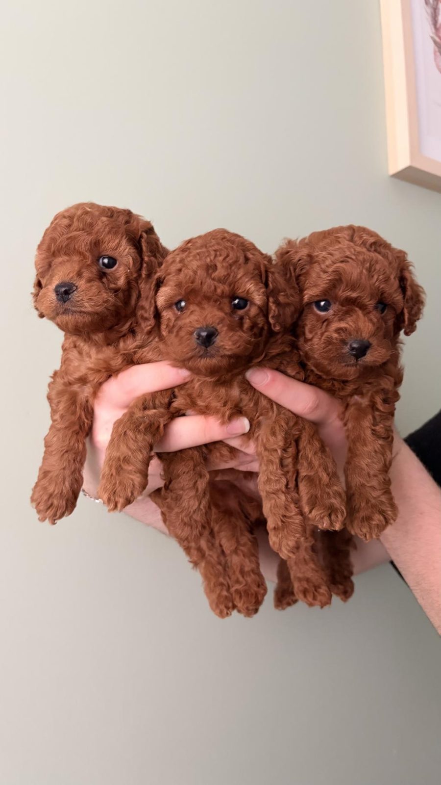 KORE TOY POODLE YAVRULARI