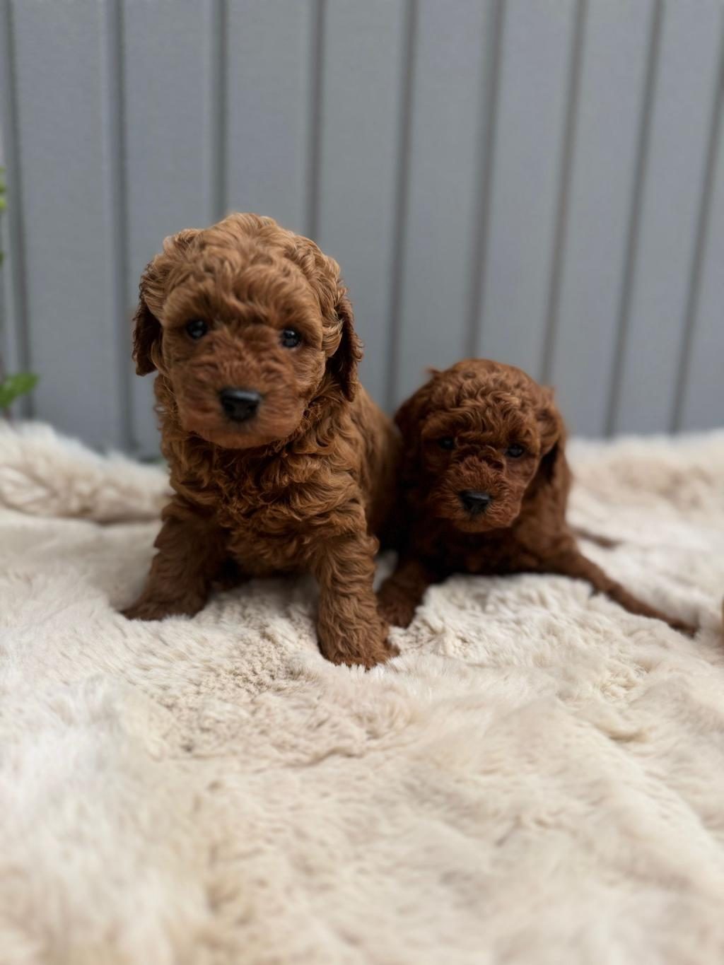 SAFKAN TOY POODLE KÖPEKLER