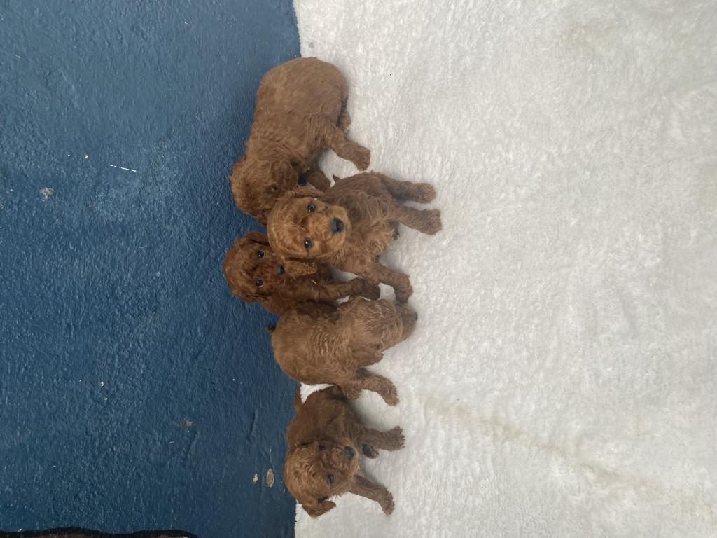 SARKAN TOY POODLE KÖPEĞİMİZ