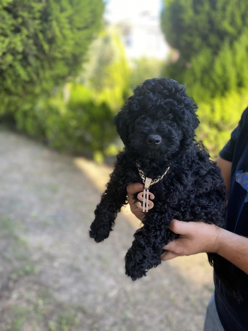 LEKESİZ BLACK POODLE A KALİTE