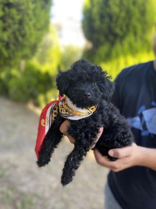 LEKESİZ BLACK POODLE A KALİTE
