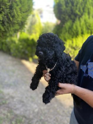 LEKESİZ BLACK POODLE A KALİTE