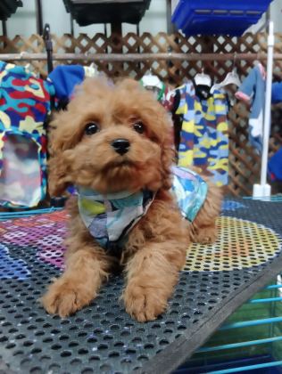 POODLE KÖPEĞİMİZİ İÇİN ULAŞIN