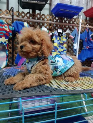 POODLE KÖPEĞİMİZİ İÇİN ULAŞIN