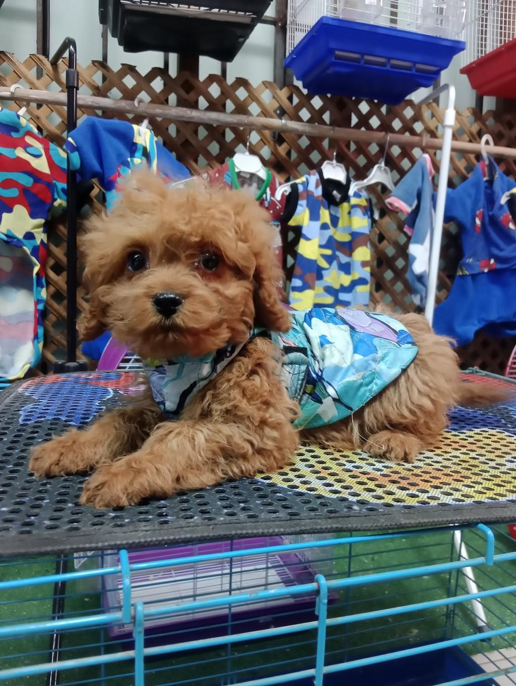 POODLE KÖPEĞİMİZİ İÇİN ULAŞIN