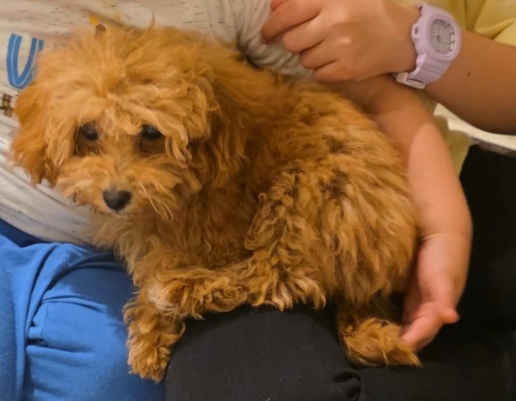 4 AYLIK DİŞİ TOY POODLE