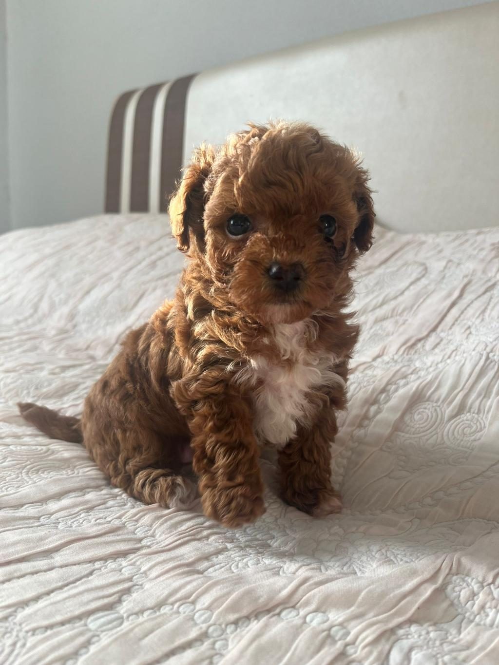 A KALİTE PARTİCOLOR POODLE