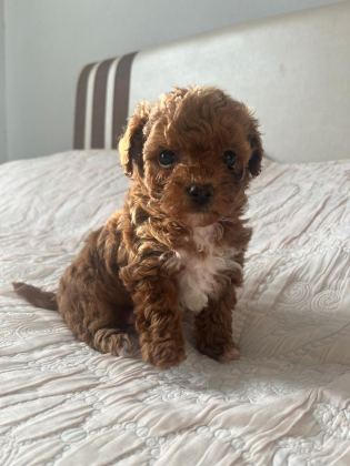 A KALİTE PARTİCOLOR POODLE