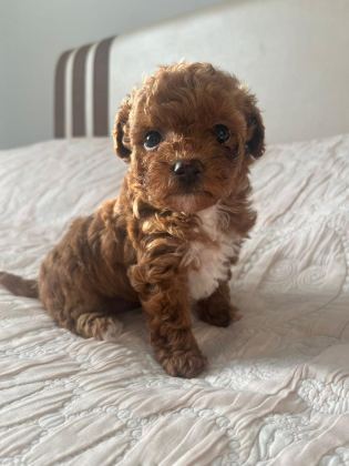 A KALİTE PARTİCOLOR POODLE