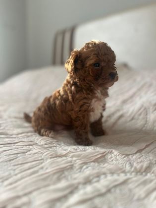 A KALİTE PARTİCOLOR POODLE
