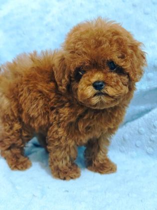 DAHA GÜZEL POODLE VARSA KARŞIMIZA ÇIKSIN