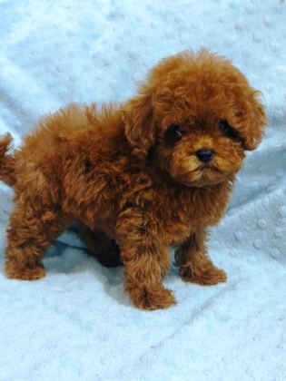 DAHA GÜZEL POODLE VARSA KARŞIMIZA ÇIKSIN