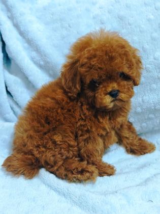 DAHA GÜZEL POODLE VARSA KARŞIMIZA ÇIKSIN