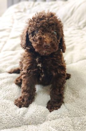 ÇIKOLATALI TOY POODLE BEBEKLER