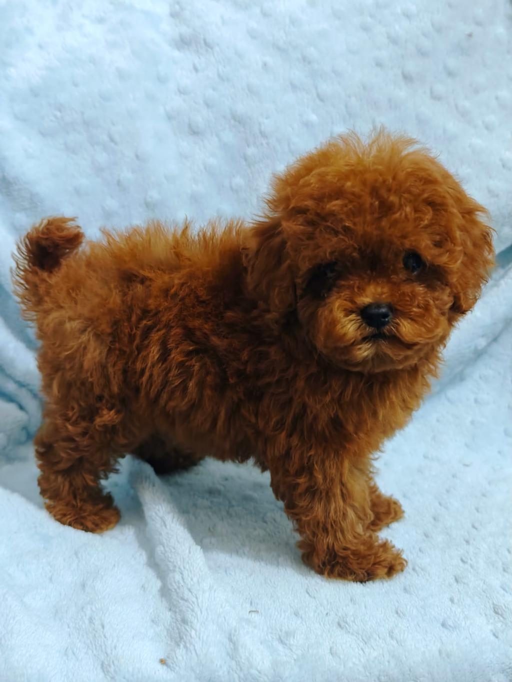 DAHA GÜZEL POODLE VARSA KARŞIMIZA ÇIKSIN