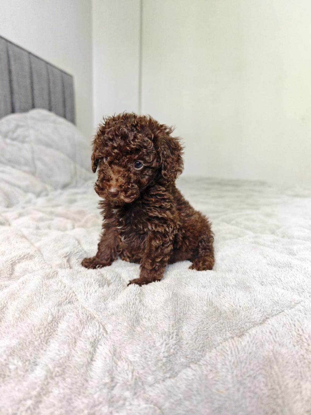 ÇIKOLATALI TOY POODLE BEBEKLER