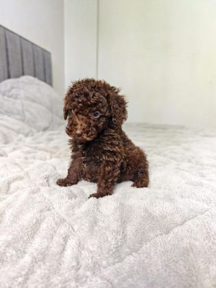 ÇIKOLATALI TOY POODLE BEBEKLER