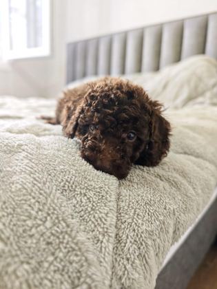 ÇIKOLATALI TOY POODLE BEBEKLER